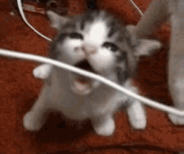 cat eating wire